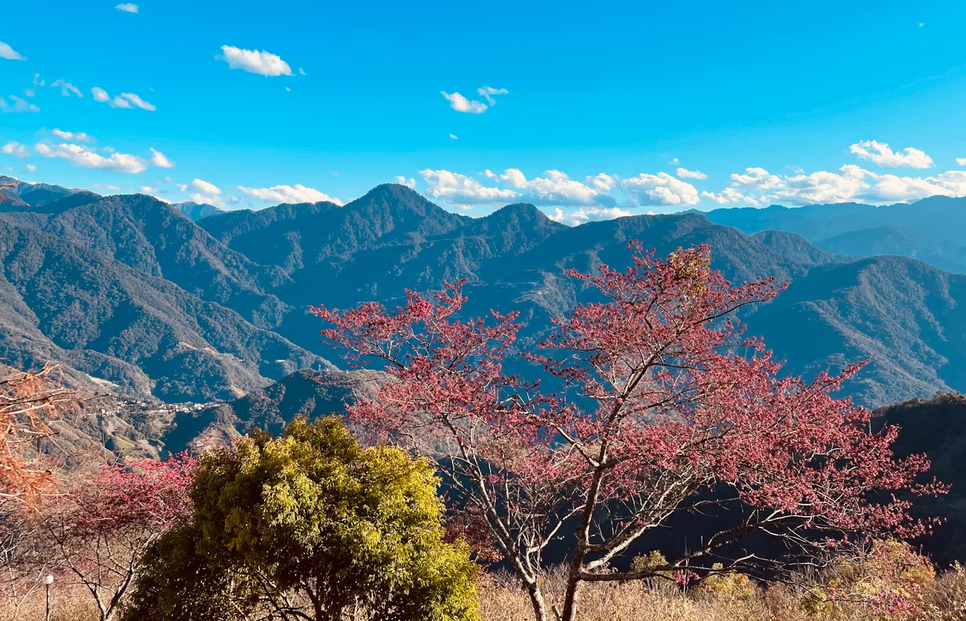 清境民宿帶寵物入住